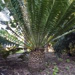 Cycad - gratus