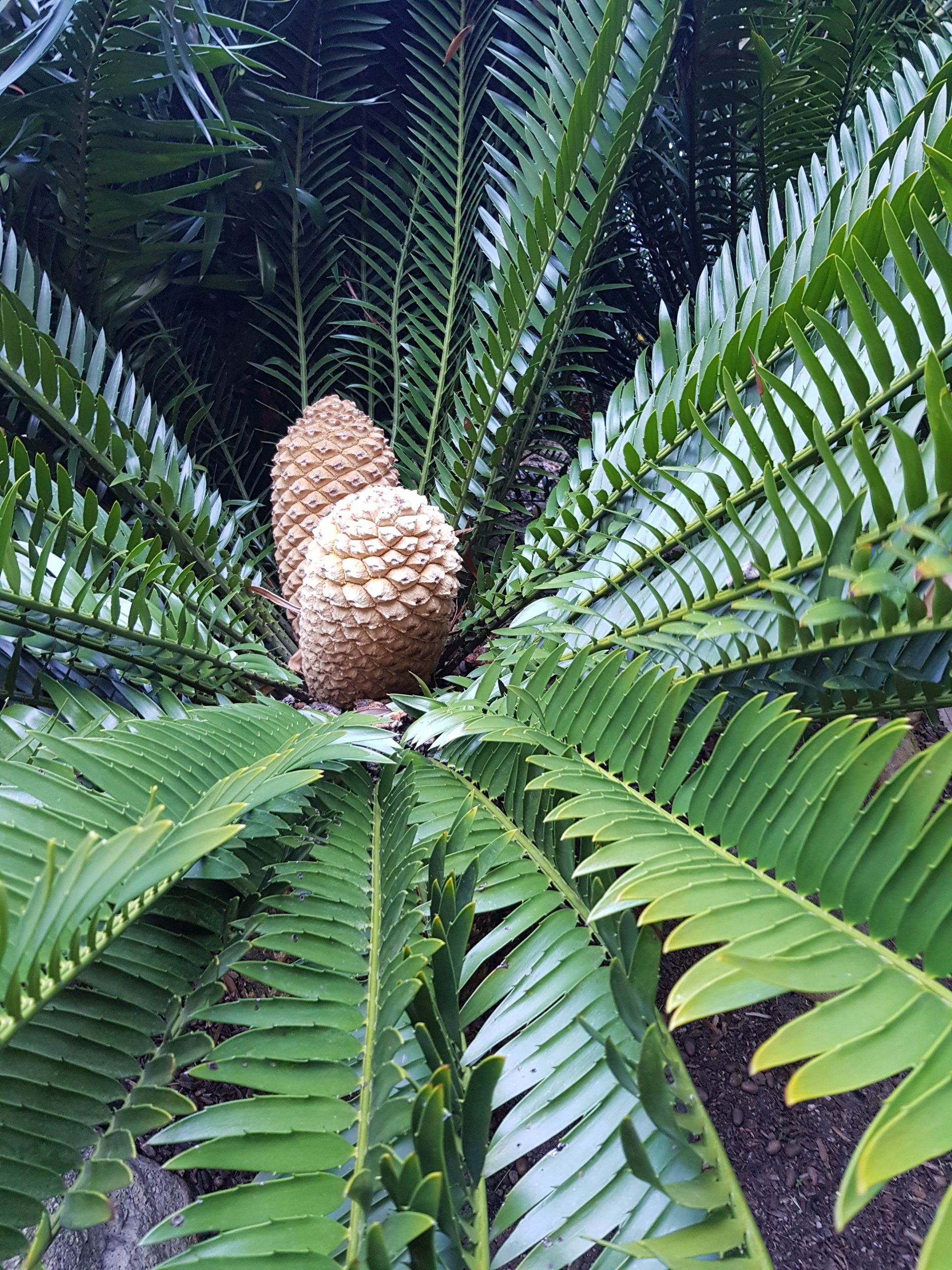 rare-palms-cycads-mareeba-fruit-tree-nursery