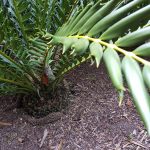 ferox cycad