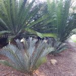 Cycad - Princeps