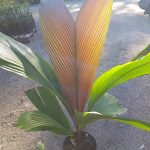 Iguanura palm